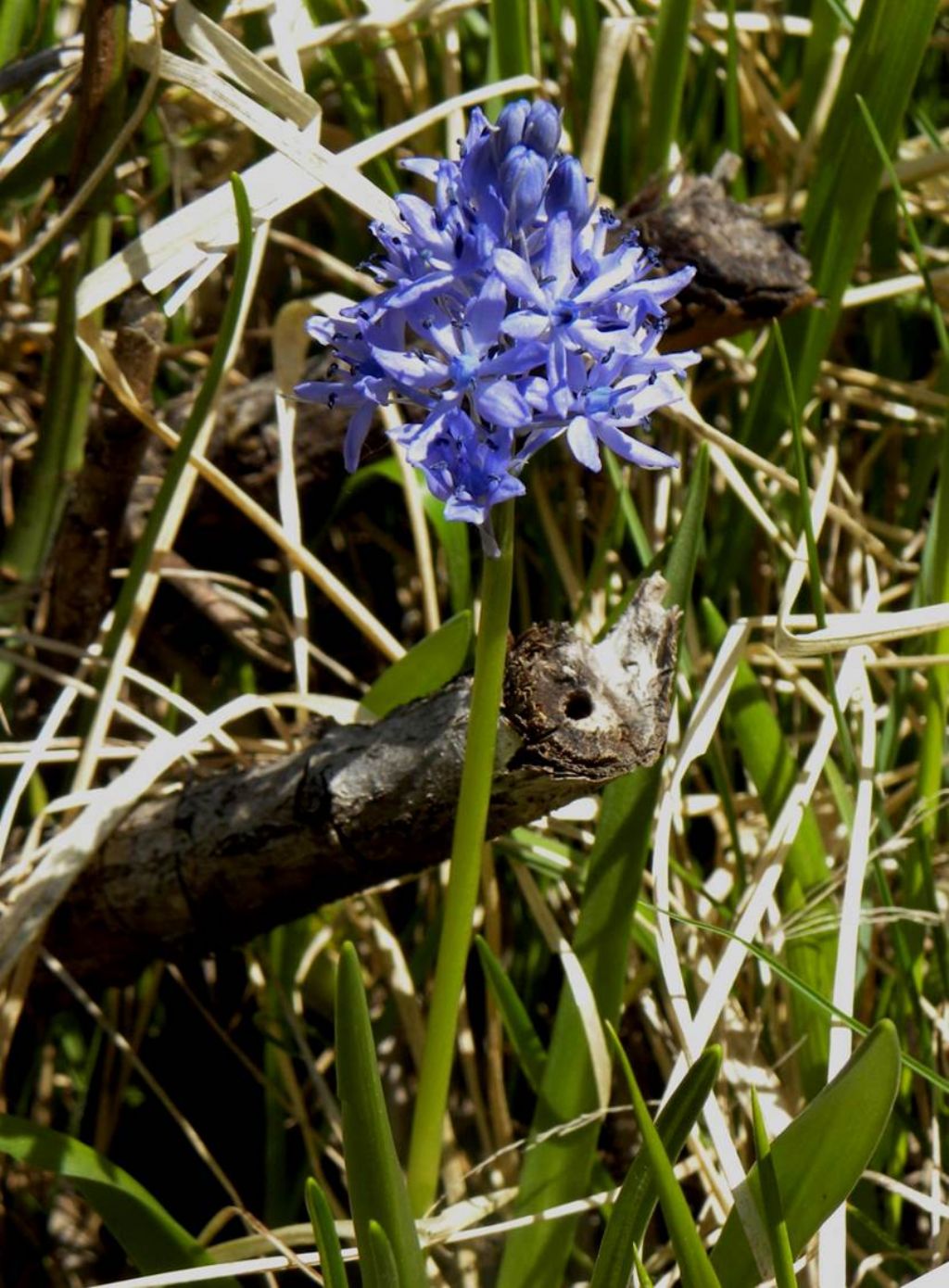 Scilla bifolia